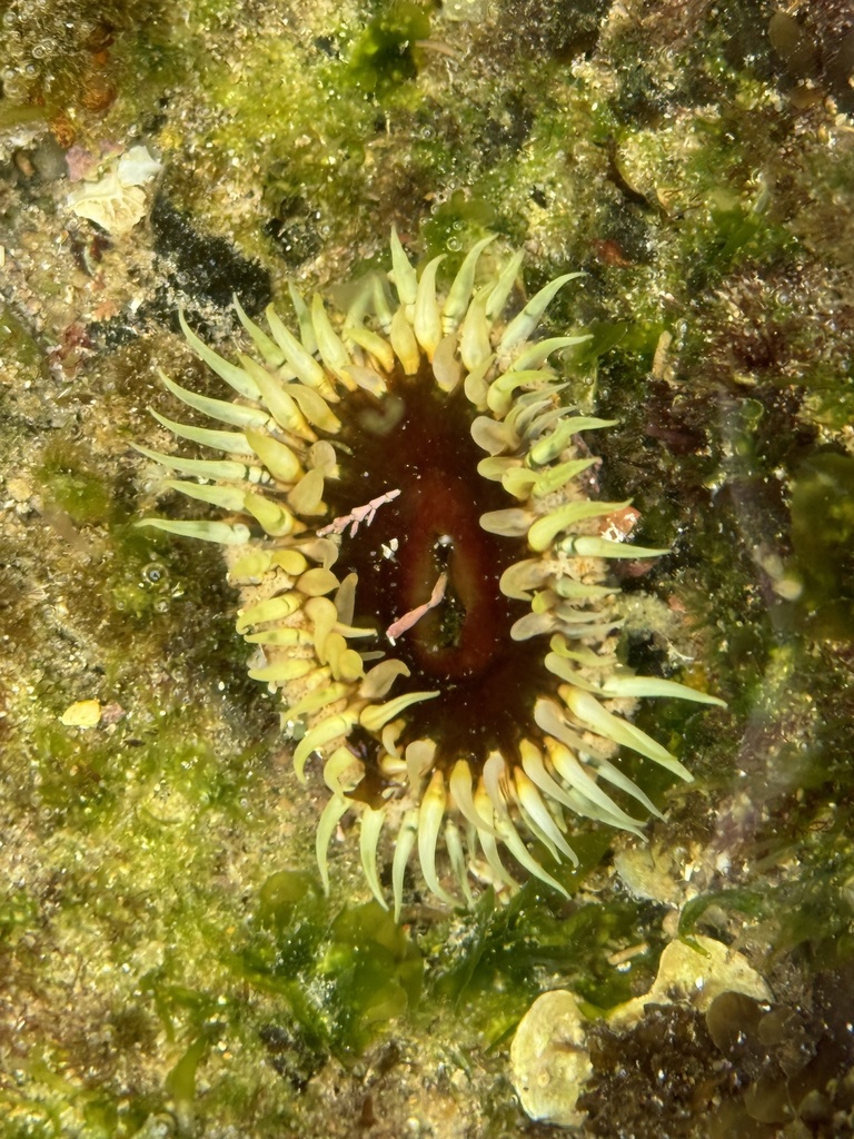 Speckled rock anemone from Cabbage Tree Harbour, Norah Head, NSW, AU on