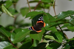Vanessa atalanta