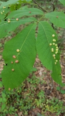 Phylloxera caryaeglobuli