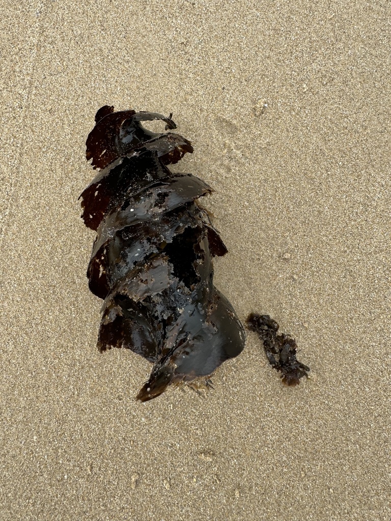 Port Jackson Shark from Cabbage Tree Harbour, Norah Head, NSW, AU on