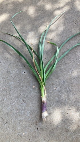 Allium ampeloprasum