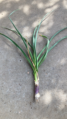 Allium ampeloprasum