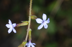 Plumbago caerulea
