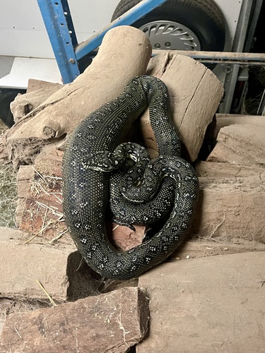 Diamond Python sighting