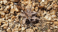 Nemacladus longiflorus