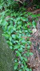 Boehmeria pilosiuscula