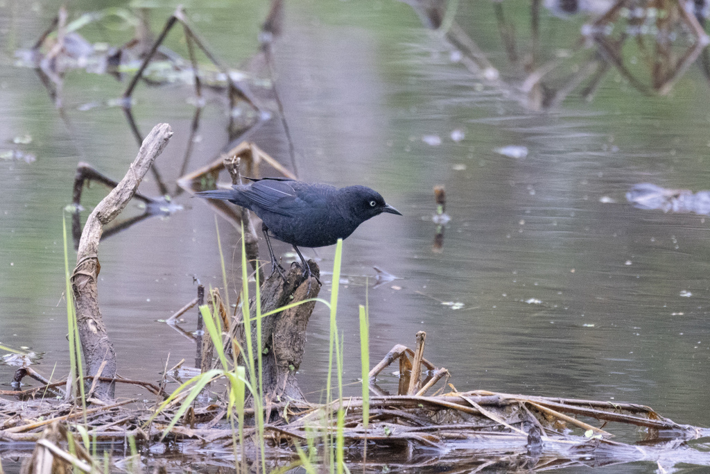 Continental Rusty Blackbird