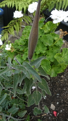 Oxypetalum coeruleum