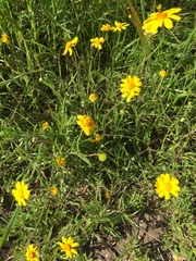 Tetraneuris linearifolia