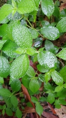 Boehmeria pilosiuscula