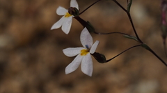 Nemacladus longiflorus