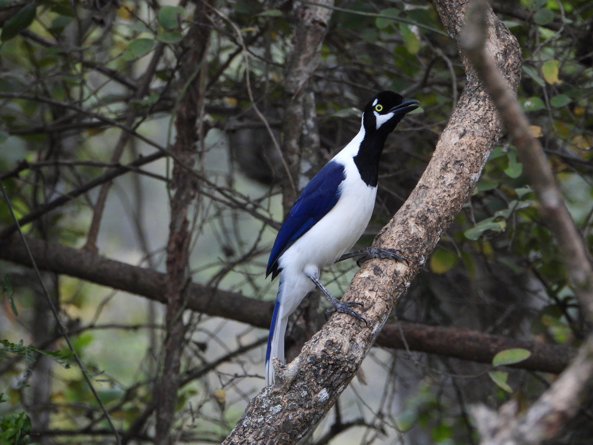 Cyanocorax mystacalis image