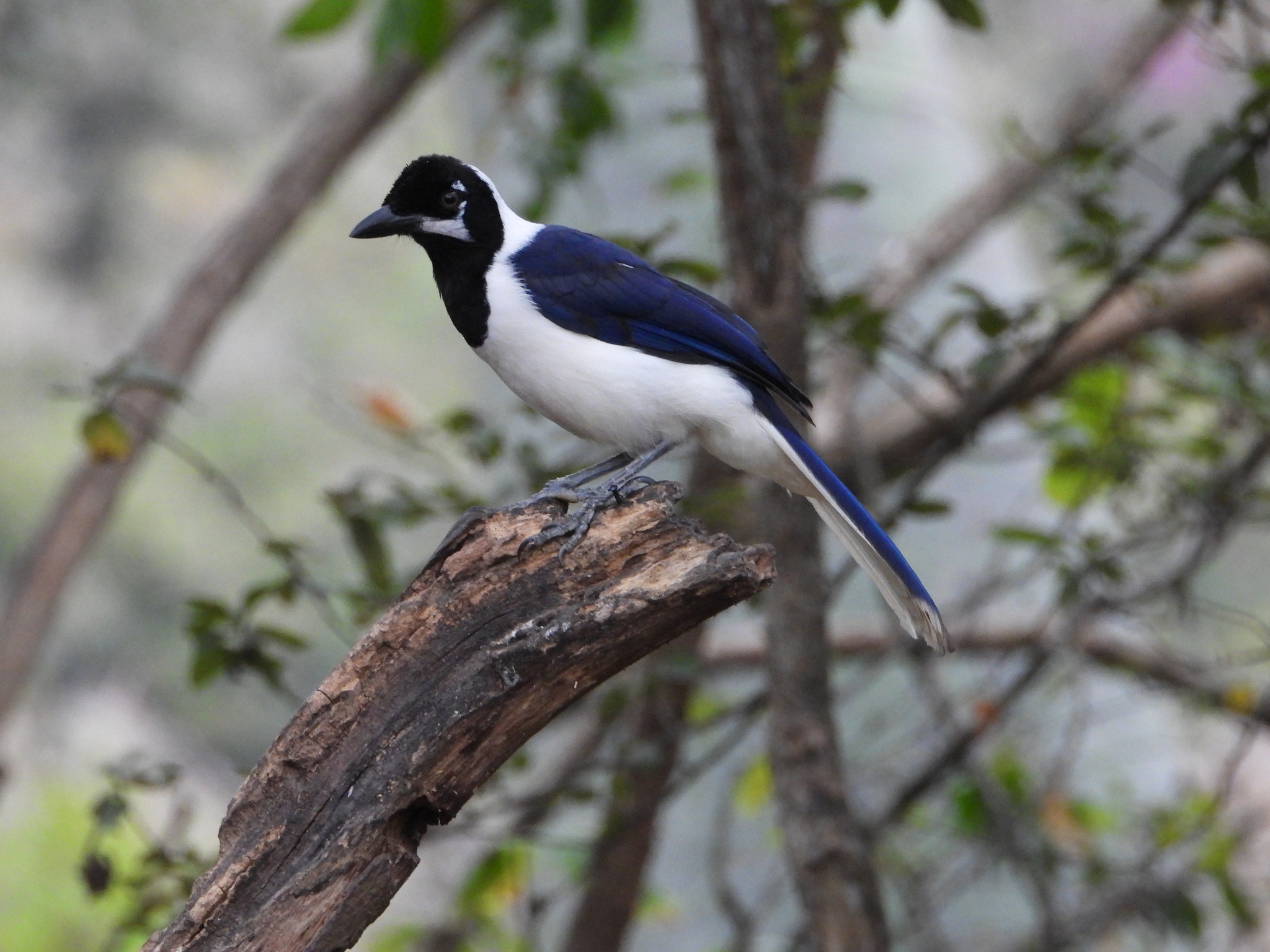 Cyanocorax image