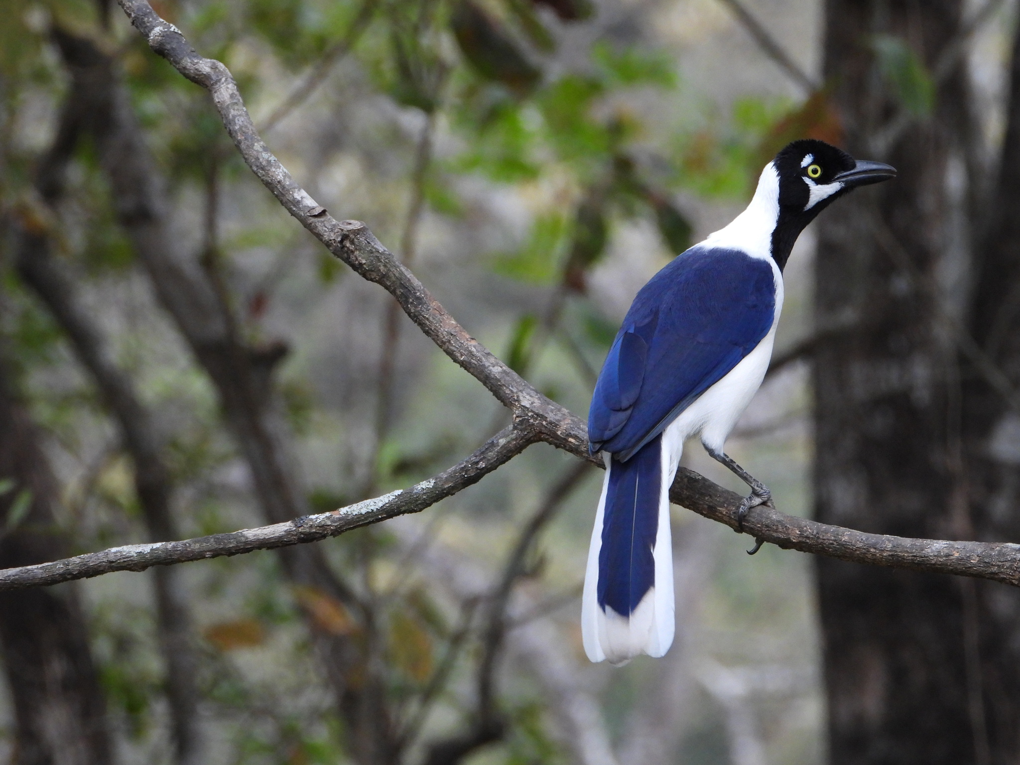 Cyanocorax mystacalis image
