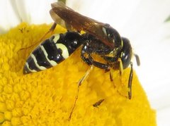 Philanthus bilunatus