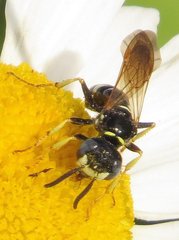 Philanthus bilunatus