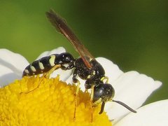 Philanthus bilunatus