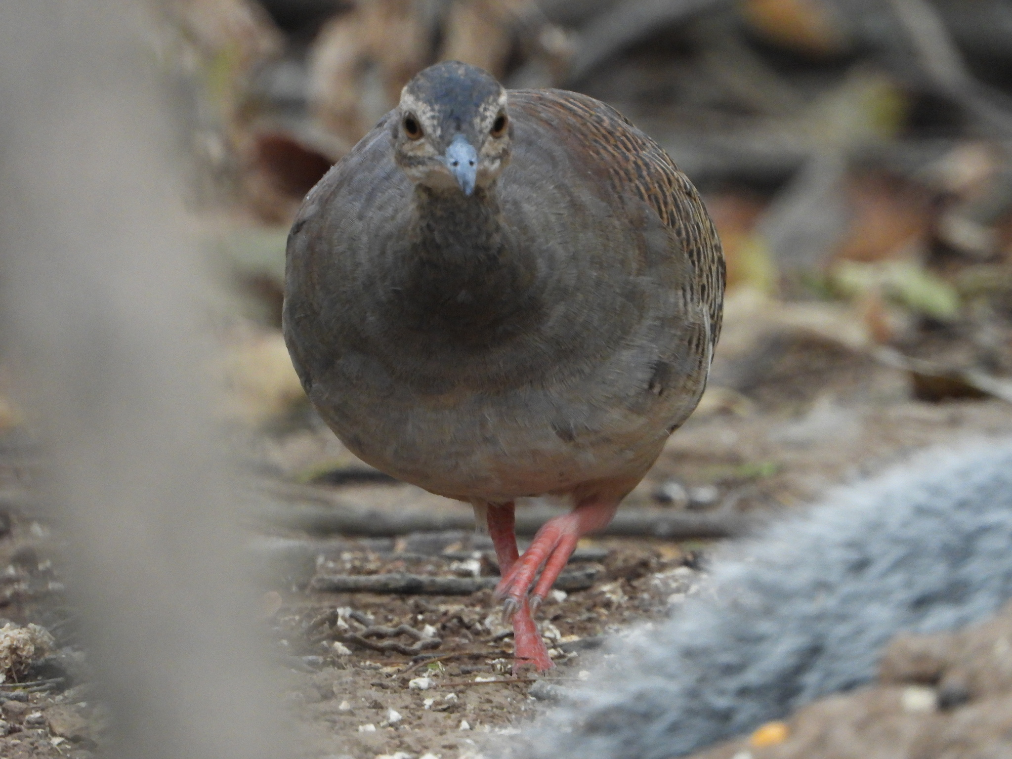 Tinamidae image