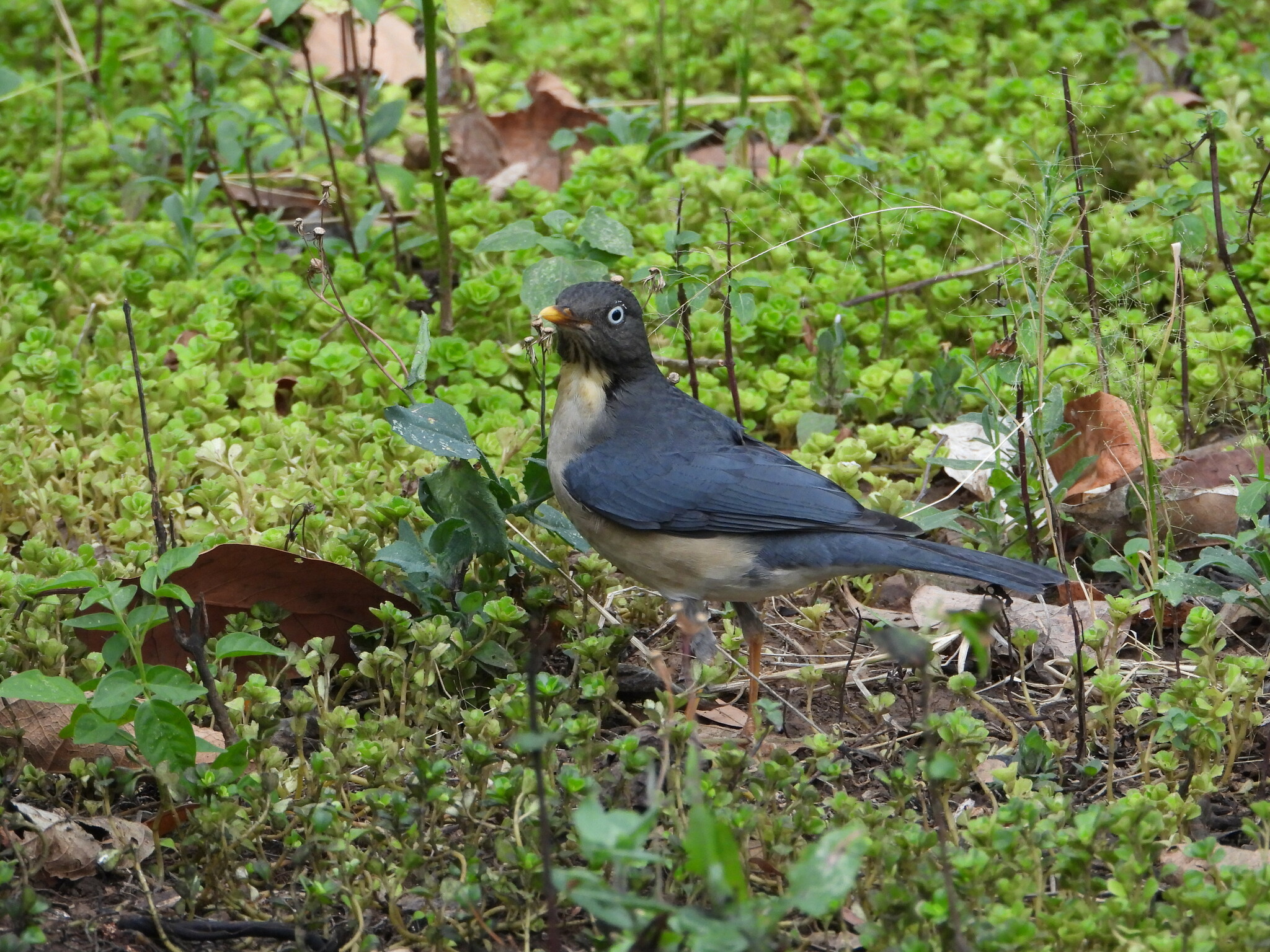 Turdus reevei image