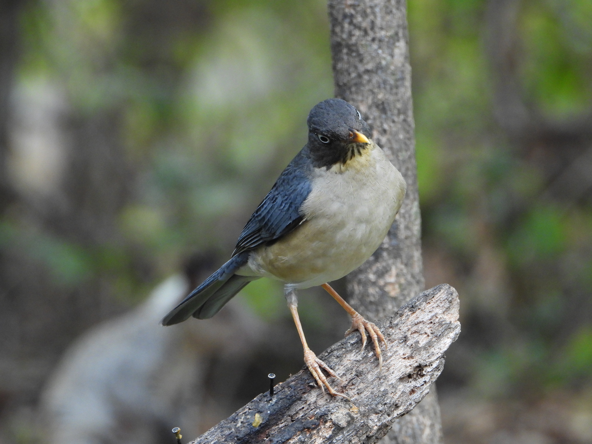 Turdus reevei image