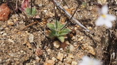 Nemacladus longiflorus