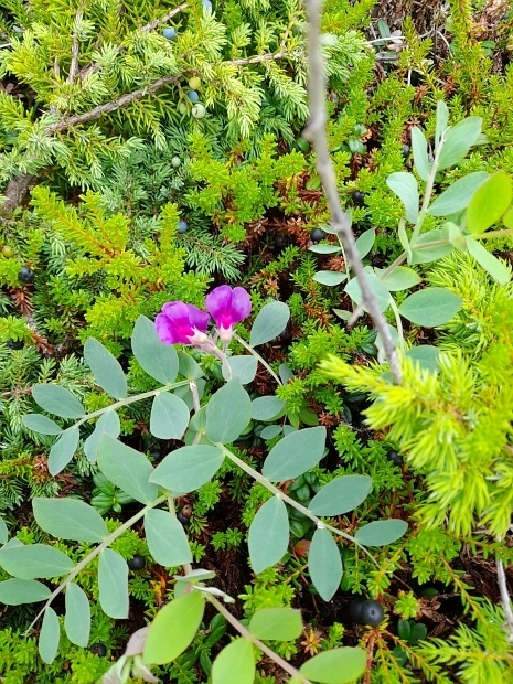 Beach pea (Lathyrus japonicus)
