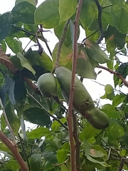 Pithecellobium lanceolatum