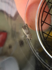 Hypena scabra
