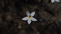 Nemacladus longiflorus