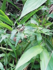 Orphulella concinnula