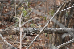 Granatellus venustus