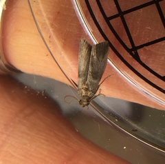 Hypena scabra