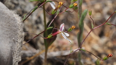 Nemacladus longiflorus