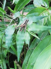 Orphulella concinnula