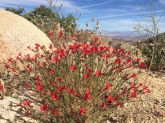 Ipomopsis tenuifolia
