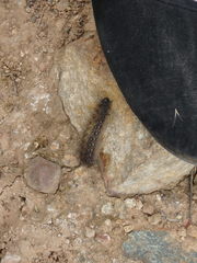 Junonia grisea