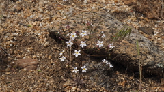Nemacladus longiflorus