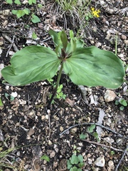 Trillium viride
