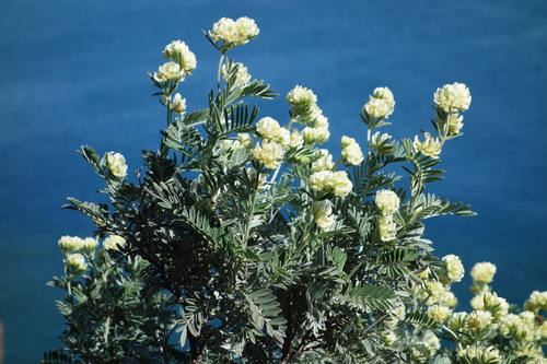 Image of Anthyllis barba by (c) Clément Maouche, some rights reserved (CC BY)