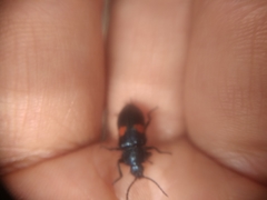 Astylus aulicus