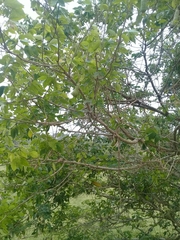 Pithecellobium lanceolatum