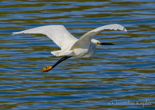 Snowy Egret photographed in New York