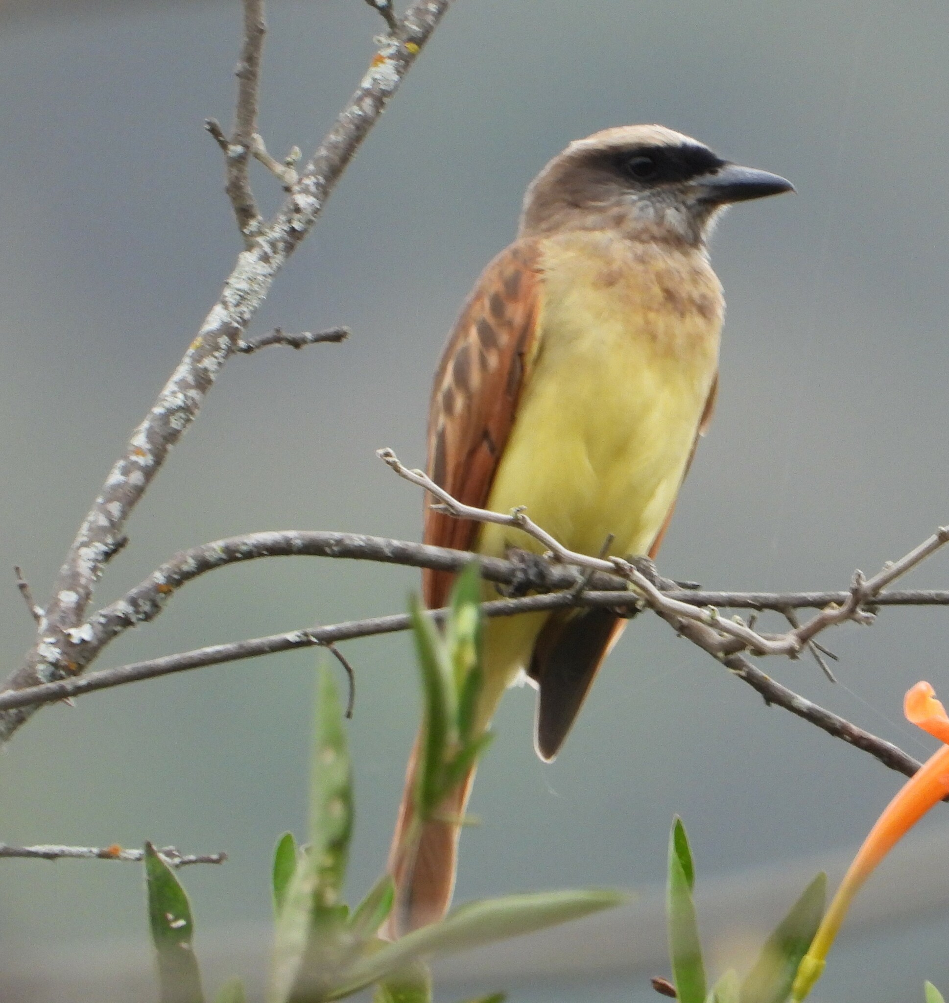 Myiodynastes bairdii image