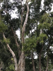 Melaleuca leucadendra