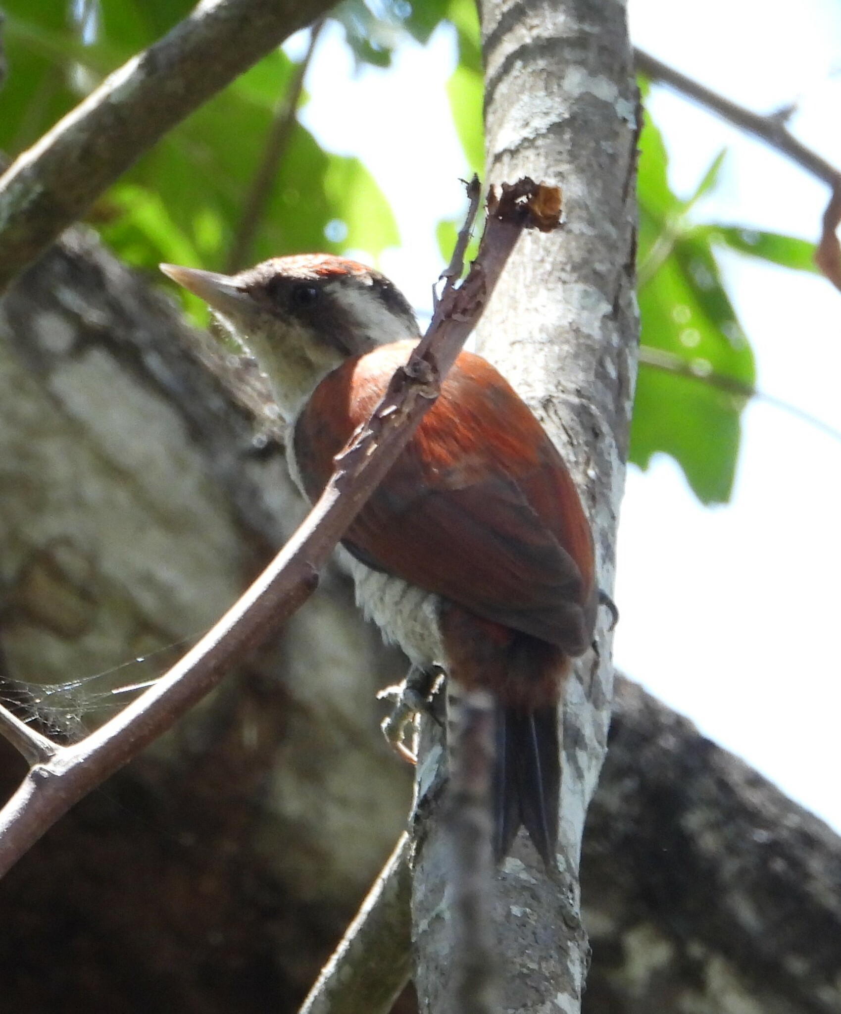 Veniliornis callonotus image