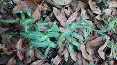 Trachelospermum jasminoides