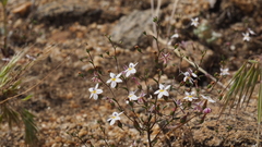 Nemacladus longiflorus