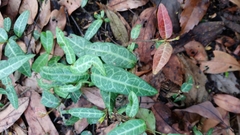 Trachelospermum jasminoides