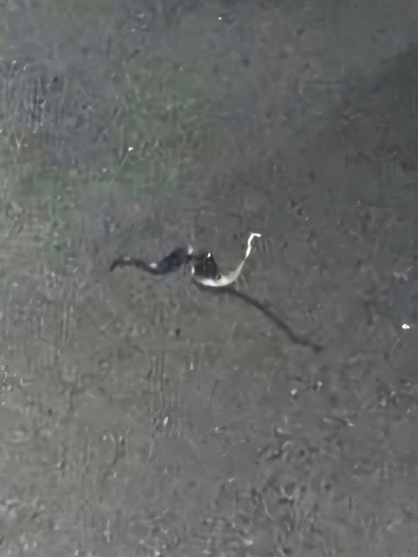 Australian Elapids (inc. Sea Snakes) sighting