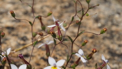 Nemacladus longiflorus
